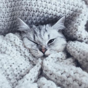thesleepycat