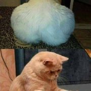 jokertitov888@gmail.com