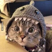 sesjj0822@hanmail.net