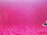 vesta_sweet