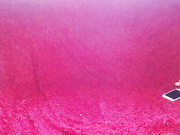 vesta_sweet