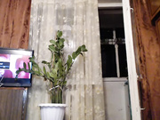 DaVASexYY @ 08-08-2018 vagina view