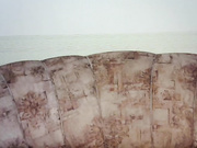 lizamrkiza