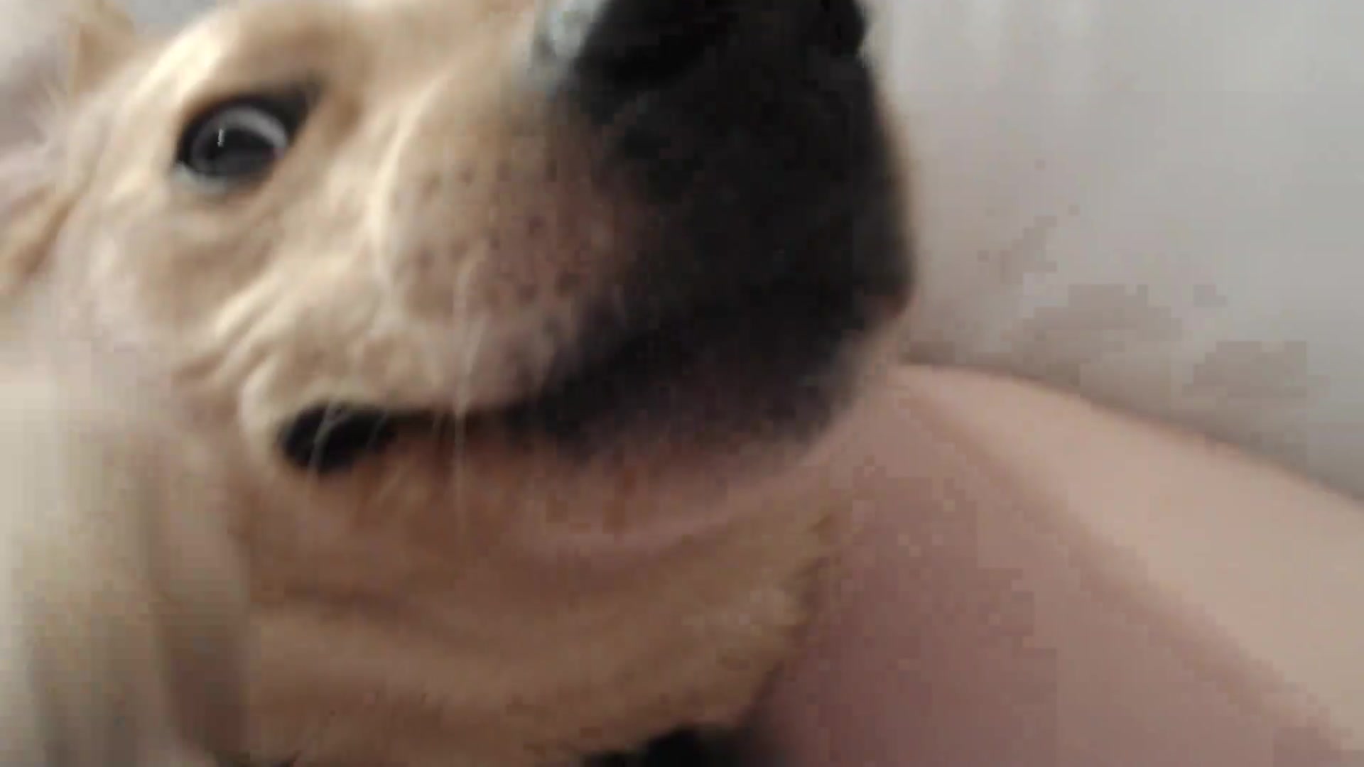 lilyhotbrunette