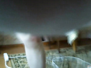 Nika2905(золотой дождь)