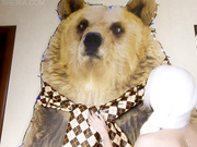 Sia siberia