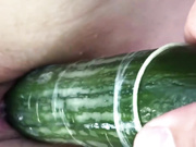 Огурец прямо с грядки