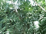 ButterflySay