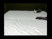 Аппетитная