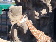 Lana Rhoades onlyfans