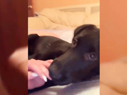 Sweet-Roxy со своим другом