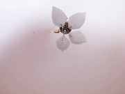 GiannaGoldX (неудачный анал)