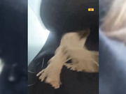 PrettyKatea кончает в общественном транспорте