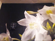 Бессонница