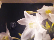 Бессонница