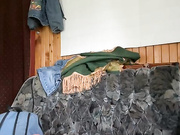 Eva_Cookies (Мелеева Ульяна)