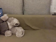 Bitter_honey
