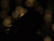 Sia Siberia and Stella Cardo