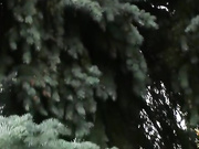 ЗРЕЛАЯ ДЕВИЦА.