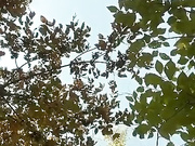 ButterflySay