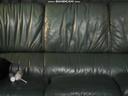 StellaCardo