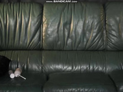 StellaCardo