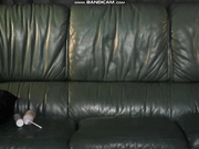StellaCardo