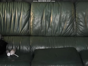 StellaCardo