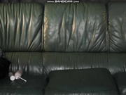 StellaCardo