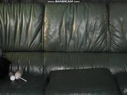 StellaCardo