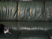 StellaCardo