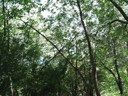 honeyshow