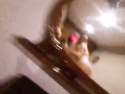 hedgehog0220