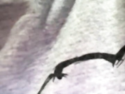 Helmor бесплатное вебкам шоу и XXX чат _ xHamsterLive 2022-12-12 00_52