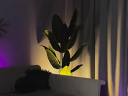 lanatropicon