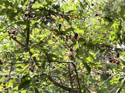 -MaybeBaby- 07.06.2023