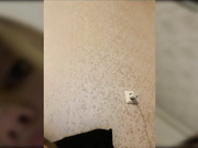 dikaya_koshka_ADAAAAA