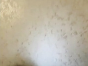 dikaya_koshka_ADAAAAA