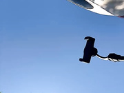 MerlinDave бесплатное вебкам шоу и XXX чат _ xHamsterLive 2024-06-13 08_05