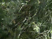 Онлайн-эровидеочат с Vicktorious на BongaCams 2024-06-29 10_31