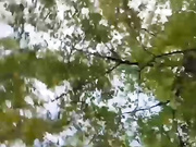 Art_cam - в лесу