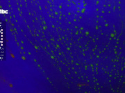 _Q_ неоновый стриптиз