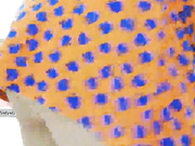 albinainsti