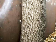 веселые девки