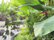 pazanre (amy_karamel)