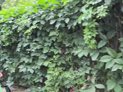 Сочная большая жопа русской мамочки