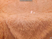 VeraSexsi